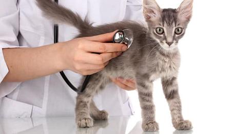 frecuencia cardíaca en gatos