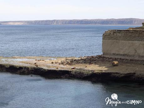 “Escuche”, el mejor consejo en una excursión a Península Valdés