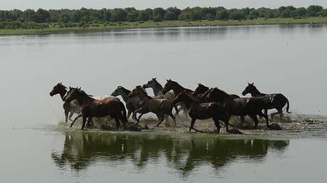 El sanador de caballos