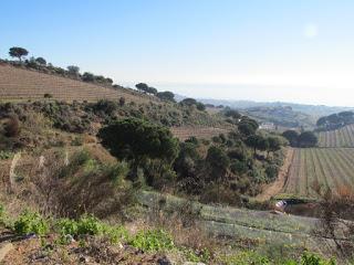 Alta Alella: una experiencia enoturística imposible de olvidar…