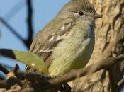 Suirirí pico corto (Southern scrub-Flycatcher) Sublegatus modestus