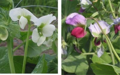 Flores de Pisum sativum (Créditos: Doperwt_rijserwt_bloemen) 