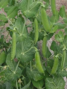 Guisantes (arvejas o chícharos) de Pisum sativum (Fuente Doperwt_rijserwt_bloemen)