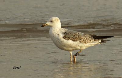 UNA ANILLA Y UNA CÁMARA ONLINE DE LAS ANTÍPODAS