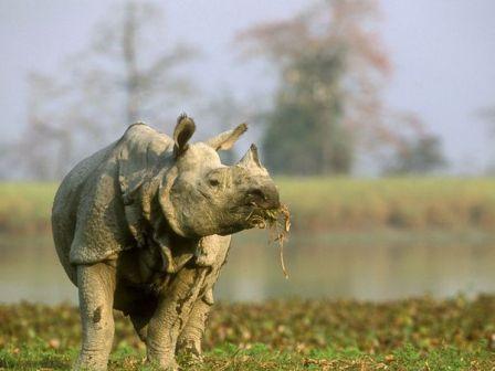 Te pueden matar en parque nacional Kaziranga para proteger los rinocerontes