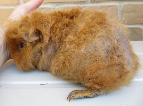 Causas De La Pérdida De Pelo En Cobayas – Importante Conocer Las Causas!