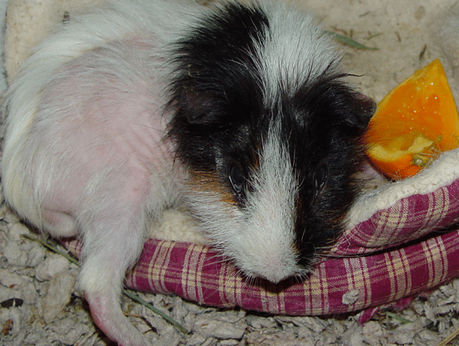 Causas De La Pérdida De Pelo En Cobayas – Importante Conocer Las Causas!