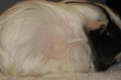 Causas De La Pérdida De Pelo En Cobayas – Importante Conocer Las Causas!