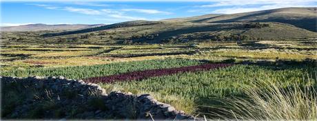 La Kewiña, elemento esencial del Sistema Ambiental de la Comunidad Chorojo (Bolivia)
