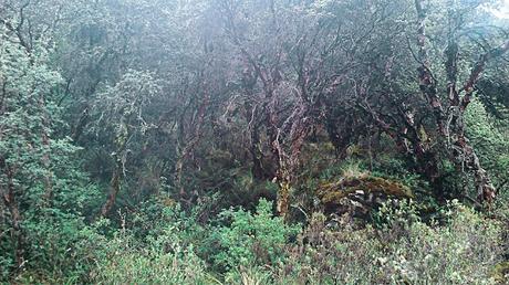 La Kewiña, elemento esencial del Sistema Ambiental de la Comunidad Chorojo (Bolivia)