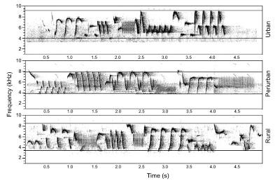 El lenguaje de las aves: imitaciones, dialectos y especiación