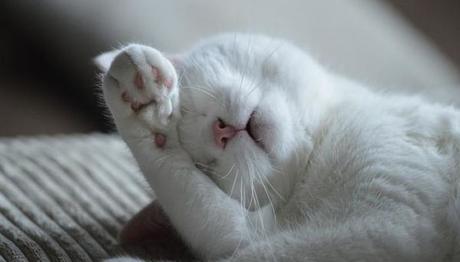 lleva a tu gato al veerinario