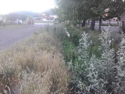 El avance de la naturaleza