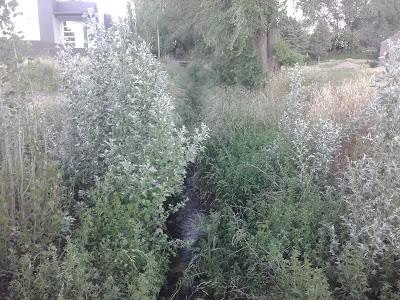 El avance de la naturaleza