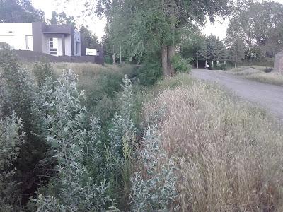 El avance de la naturaleza