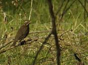 Aves tecnología