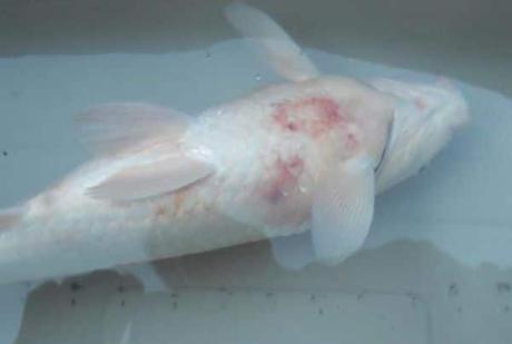 5 Enfermedades Comunes De Los Peces – Causas, Síntomas y Tratamiento A Seguir!