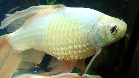 5 Enfermedades Comunes De Los Peces – Causas, Síntomas y Tratamiento A Seguir!