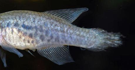 5 Enfermedades Comunes De Los Peces – Causas, Síntomas y Tratamiento A Seguir!