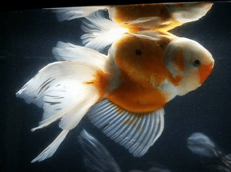 5 Enfermedades Comunes De Los Peces – Causas, Síntomas y Tratamiento A Seguir!