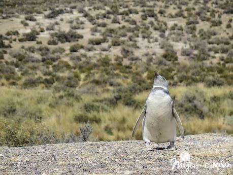 ¡Por fin vi los pingüinos en Punta Tombo!