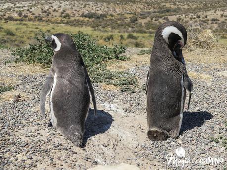¡Por fin vi los pingüinos en Punta Tombo!
