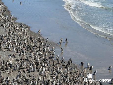 ¡Por fin vi los pingüinos en Punta Tombo!