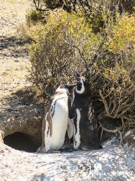 ¡Por fin vi los pingüinos en Punta Tombo!