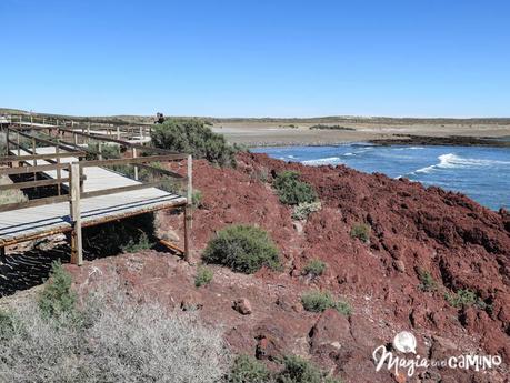 ¡Por fin vi los pingüinos en Punta Tombo!