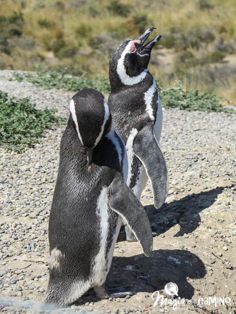 ¡Por fin vi los pingüinos en Punta Tombo!