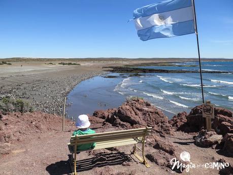 ¡Por fin vi los pingüinos en Punta Tombo!