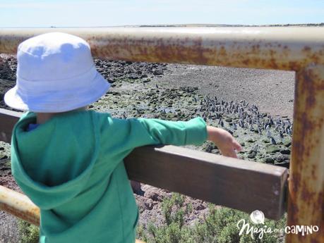 ¡Por fin vi los pingüinos en Punta Tombo!