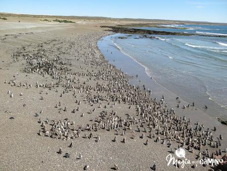 ¡Por fin vi los pingüinos en Punta Tombo!