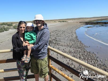 ¡Por fin vi los pingüinos en Punta Tombo!