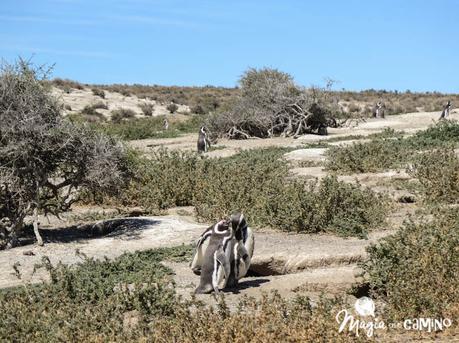 ¡Por fin vi los pingüinos en Punta Tombo!