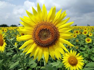 TE MIRO, GIRASOL...