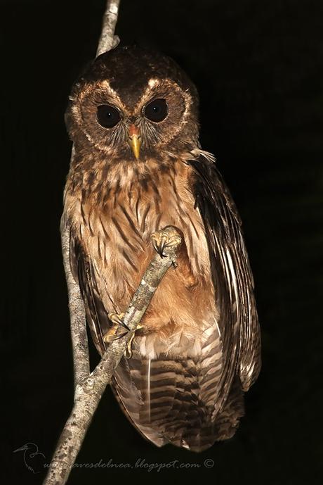 Lechuza estriada (Mottled Owl) Strix virgata
