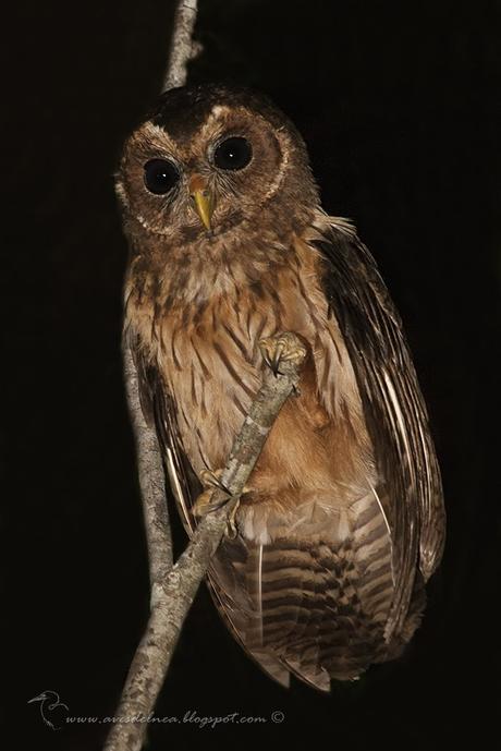 Lechuza estriada (Mottled Owl) Strix virgata