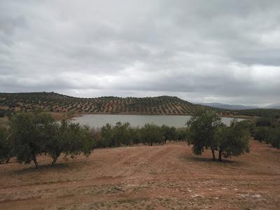 Voluntariado, Reforestación Participativa