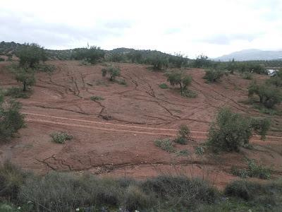 Voluntariado, Reforestación Participativa