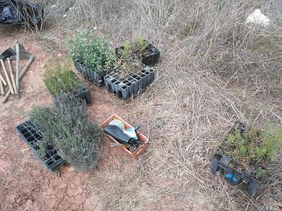 Voluntariado, Reforestación Participativa