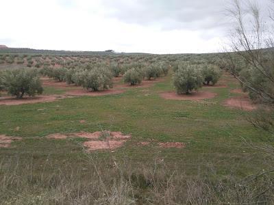 Voluntariado, Reforestación Participativa