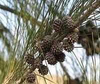 casuarina-especie-invasora-manati