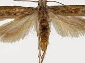 ¿QUIERES COMPRAR SEMILLA PATATA GUATEMALA? casi mejor casa toda vida!!!