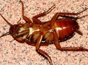 idea puede cambiar curso historia