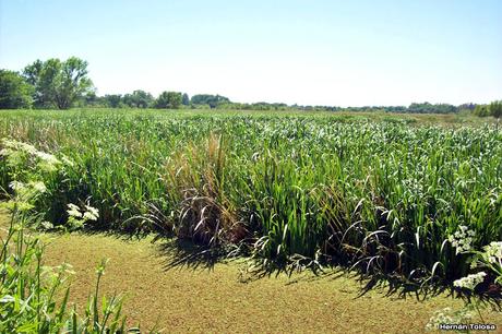 Reserva Natural Laguna de San Vicente (noviembre de 2016)