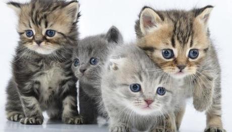 la tenencia responsable es de vital importancia 