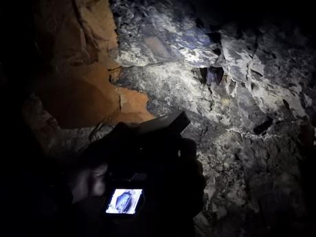 Murciélago en la Cueva Cristales. Sierra de la Culebra (Zamora)
