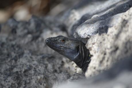 Nuestros pequeños dragones…