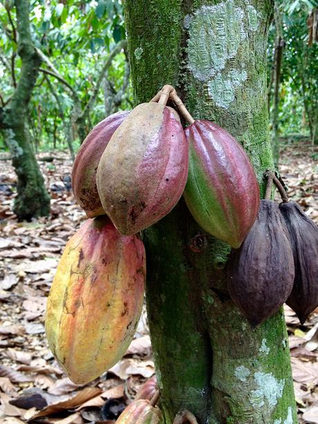 UN AÑO MÁS, CHOCOA, FERIA PARA CHOCOLATEROS